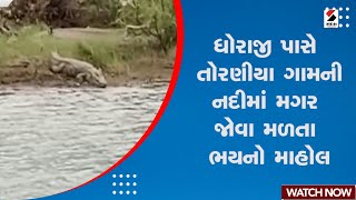 Rajkot News : Dhoraji પાસે તોરણીયા ગામની નદીમાં મગર જોવા મળતા ભયનો માહોલ | Crocodiles Problem