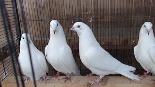 Pakistanische Tauben Hochflieger weiß Pakistani Pigeon Highflyer white Sialkoti 1 حمام باكستاني طيار