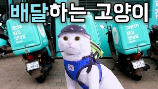 Cat Got a Job in Uber Eats (ENG SUB)