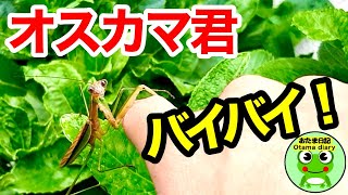 カマキリ日記#20  オスカマキリとお別れをします。（10月14-16日）【byおたま日記】