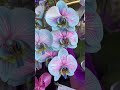 호접란 orchid 이런 호접란 첨봐요. 하늘색과 핑크가 핏줄같아요. 색상 조화가 대에~박 희귀한 호접란 팔레놉시스 phalaenopsis