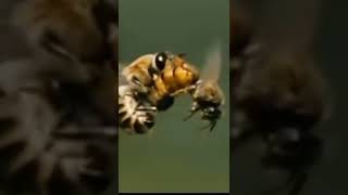 Queen bee mating with a drone #mating #shorts #viral #drone #queen #queenbee #facts