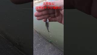 超簡単！！エサなしで釣れる！川で小物用サビキで小魚釣りしてみた！#shorts #fishing#小魚釣り  #神崎川 #エサ釣り