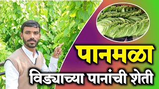 विड्याच्या पानाची शेती | नागिनीचे पान |