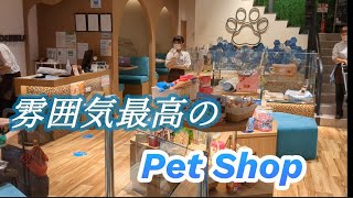 東京中野のサンモール内で発見した、広くて雰囲気最高のペットショップ！犬猫は勿論、店員さんの働く姿勢や態度にも感動した優良店！#ペットショップ