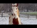 he loved them both. bible lessons with my belgian draft horse genny.