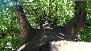 La Ceiba, Árbol Nacional de Guatemala