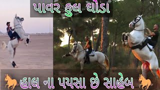 અરબી ઘોડા#kathiyavadihorsedhanraj#kathiyavadifuleku#ghodo#kudvavalaghoda #fuleku