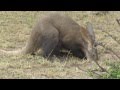 Gamewatchers Safaris - Porini Mara Camp - Aardvark video