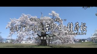 福島の一本桜より　～会津美里の銘桜　古御田の種蒔き桜～