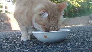 バイク食堂に来てくれた美猫のミミちゃん❗大きな声でご挨拶出来ました‼️コロンは決まらないミミちゃん😅お腹空いてたみたいパクパク⤴️可愛いでしょ❤️