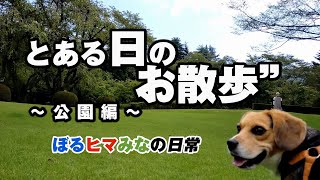 ビーグル犬〜ボルひまみなの日常～公園にお散歩～