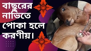 বাছুরের নাভিতে পোকা হলে করণীয়/What to do if there is an insect in the navel of the calf.