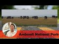 Elephants in Amboseli National Park | Kenya