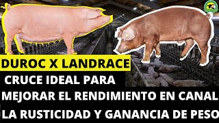 DUROC❌LANDRACE(Cruce Ideal Para Mejorar El Rendimiento En Canal,Rusticidad Y Ganancia De Peso)