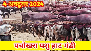 पचोखरा पशु मंडी || 4 अक्टूबर 2024 ||  pachokhara pashu mandi || pashu mandi || Buffalo Market