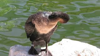 Rescued White-breasted Cormorant preening itself