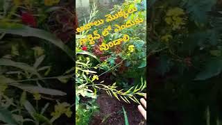 ఆవాలు మొక్కలు గార్డెన్ లో ఎందుకు వుండాలి.Mustard plant uses.#shorts#yt shorts#viral#shorts