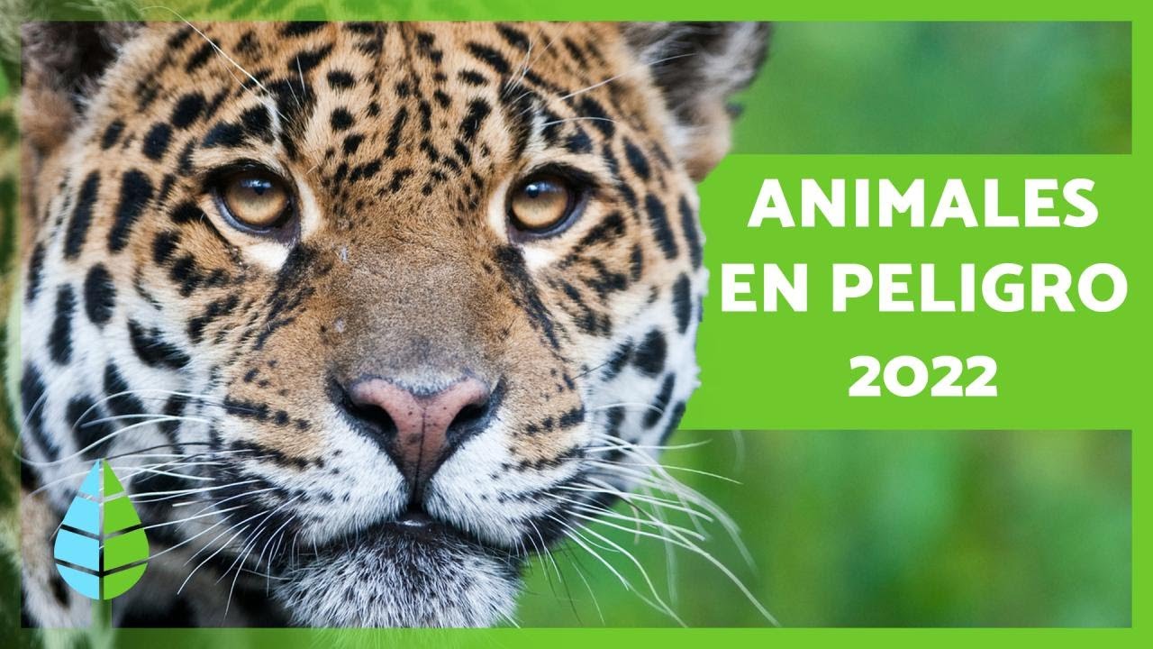 ANIMALES En PELIGRO De EXTINCIÓN 2022 🐧⚠️ (Top 10) - YouTube