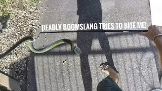 Very Defensive Boomslang Rescue.