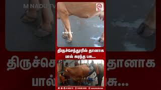 திருச்செந்தூரில் தானாக பால் சுரந்த பசு... | Cow | Milk | Thiruchendur | Temple | Shorts