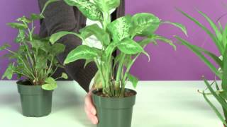 How Property Assessments Affect What You Pay In Property Taxes: Explained With House Plants