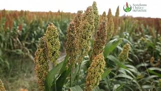 Why the government must scrap sorghum VAT