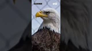 Bald eagle dies