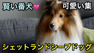 【シェットランドシープドッグ】賢い番犬になれる！人気！可愛い集！【散歩】