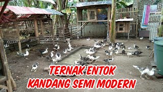 Wajib Ditiru Kandang Entok Tetap Aman Walau Musim Hujan