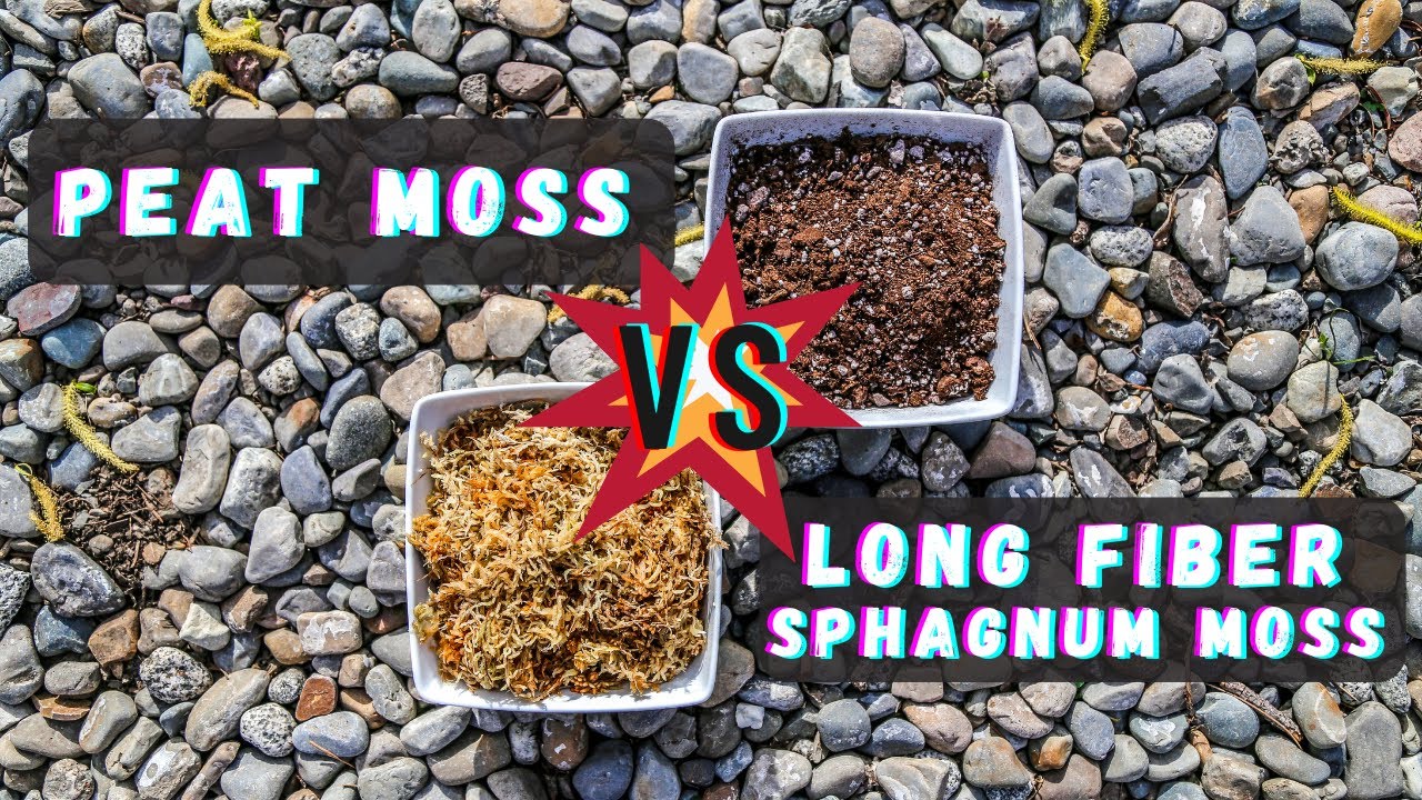 Peat Moss Vs Sphagnum Moss Best Venus Flytrap Soil Mix Substrate What ...