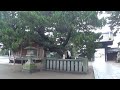 30秒の心象風景24021・ご神木いぶき～高砂神社～