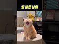 삘 받은 냥이🙀 고양이일상