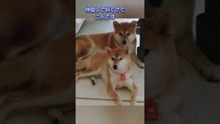 保護犬が勇気を出しても辿り着けない行く手を阻む者 #保護犬 #柴犬 #保護犬を家族に #多頭飼い