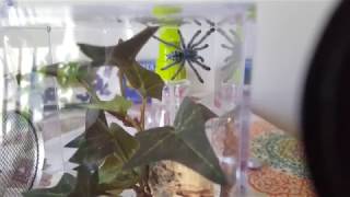 Caribena Versicolor Unboxing and Housing