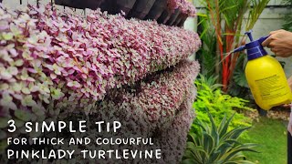 3 simple Tip for Colourful and Bushy Pinklady Turtle vine. നല്ല പിങ്ക് നിറത്തിൽ വളരാൻ 3 കര്യങ്ങൾ..