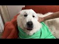 お父さんの留守中に雷が鳴りとても怖かったルンルンです　great pyrenees　グレートピレニーズ