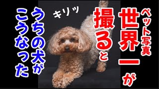 世界写真コンクール・ペット部門１位の写真家が撮るとうちの犬が自分からポーズを！？まるでモデル犬に！！驚きの撮影会に密着！〜その１・犬編〜