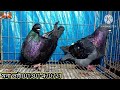 মনা ভাইয়ের মাত্র ৫০০ টাকা পিস কবুতর কিনুন pigeon video কবুতর fancy pigeon pigeon lover