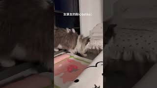 事不过三的机会都没有 米努特矮脚猫 猫咪