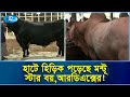 Sapi peternakan berdatangan ke pasar Qurban dengan berbagai nama penuh gaya. | Idul Adha | Berita Rtv