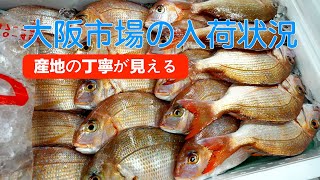 【中央市場】「産地の丁寧さがわかる！小ダイの綺麗な仕立て」Today’s Recommended Picks at the Central Wholesale Market