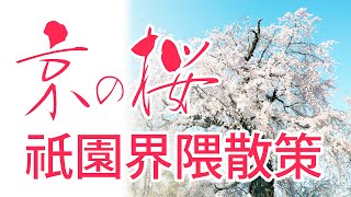 【KYOTOdesign】祇園界隈桜散策コース 【京都の桜の名所】