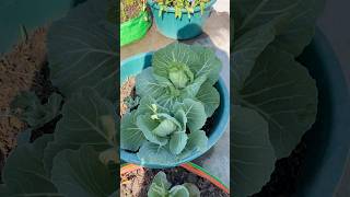 Bandacobi cabbage #gardenlovers #entertainmentpurposes #shortsviral #myterracegarden