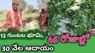 Radish vegetable farming in telugu- 45 రోజులు 10 వేల పెట్టుబడి,30 వేల ఆదాయం(ముల్లంగి దుంప)