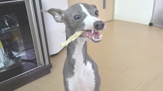 【DoggyBox】おやつを食べるときの顔がとんでもなく可愛い犬【イタリアングレーハウンド 】