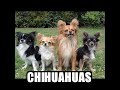 Lady Gaga hates little dogs