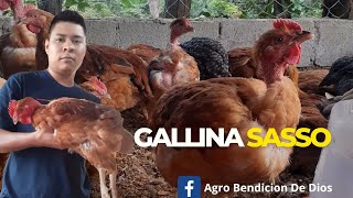 AVICULTURA GALLINA SASSO 🐔🐔🐔