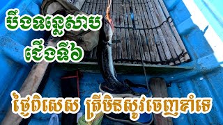 បឹងទន្លេសាបជើងទី៦ ថ្ងៃពិសេស ត្រីមិនសូវចេញខាំទេ