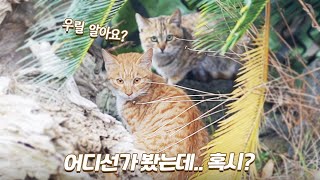 마당에 정착하려는 신입 새끼고양이들 | 새끼냥이들의 정체 | 쫀니와 쪼꼬미들 | 🏝️베베집사 제주살이